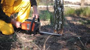 Best Root Management and Removal  in Canonsburg, PA