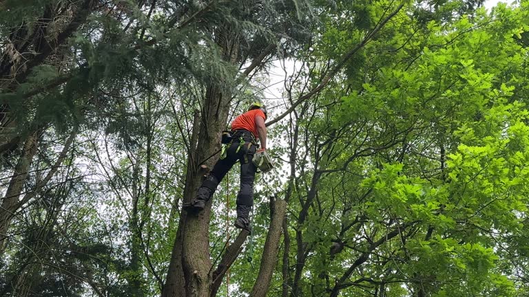 Reliable Canonsburg, PA  Tree Services Solutions