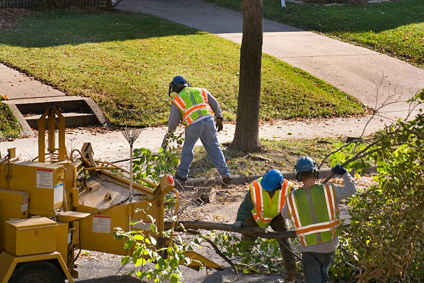 Best Lawn Disease Treatment  in Canonsburg, PA